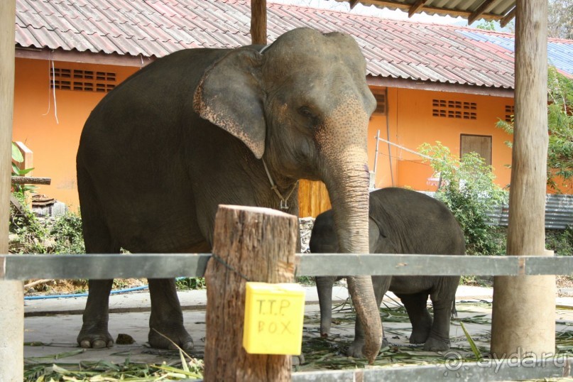 Слоновья деревня. Ко Чанг.