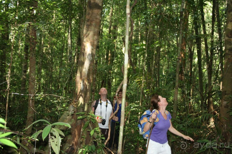 Наша интернациональная команда. Все иностранцы. Треккинг в джунгли. Где то там прыгают дикие обезьяны