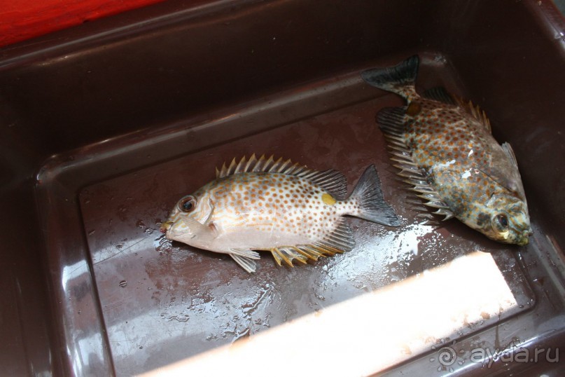 А эти рыбки похоже будут съедены.