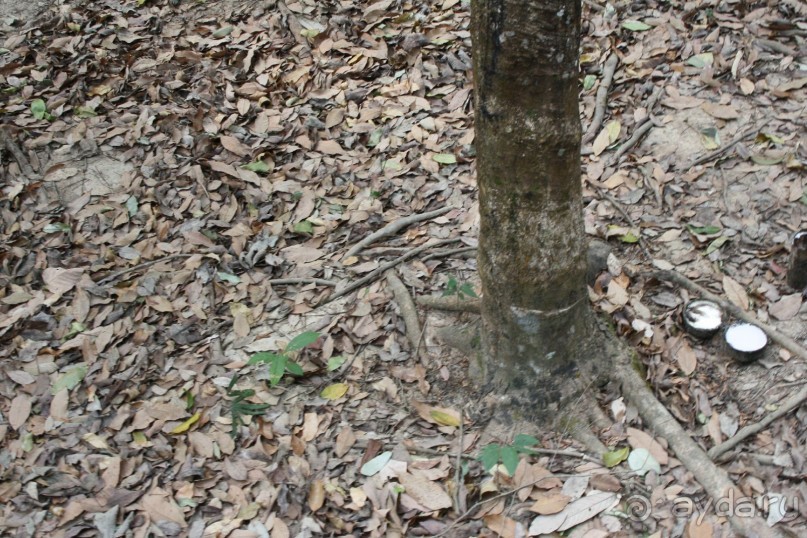 Жители тропиков называют сок гевеи «резиновым молоком», так собирают молочко для латекса.