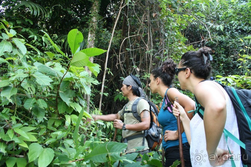 Наша интернациональная команда. Все иностранцы. Треккинг в джунгли.