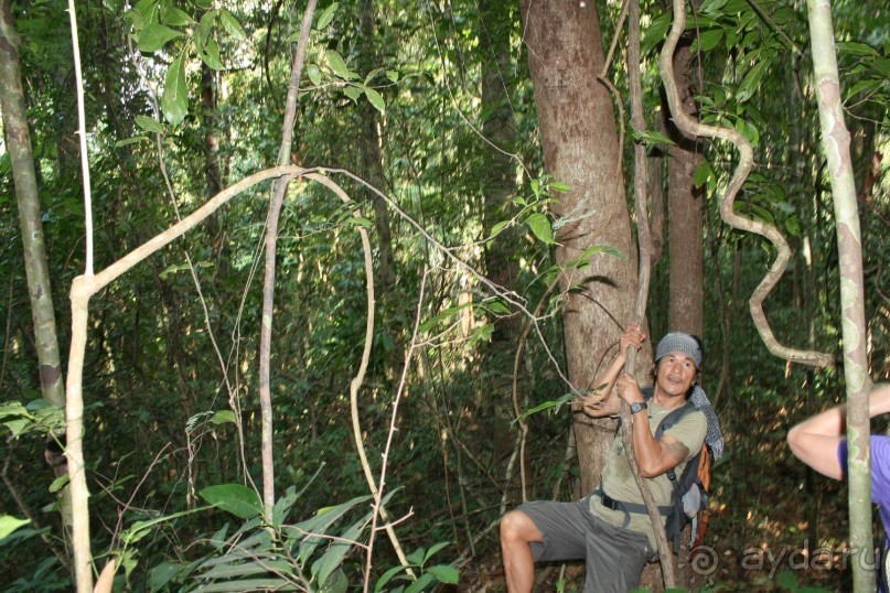 Наша интернациональная команда. Все иностранцы. Треккинг в джунгли.