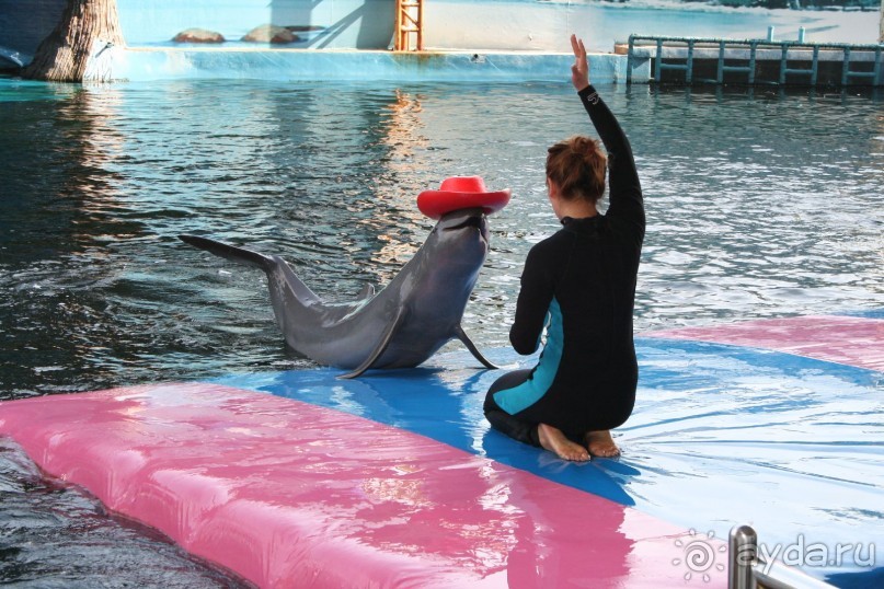 Паттайя. Дельфинарий. Шоу с дельфинами