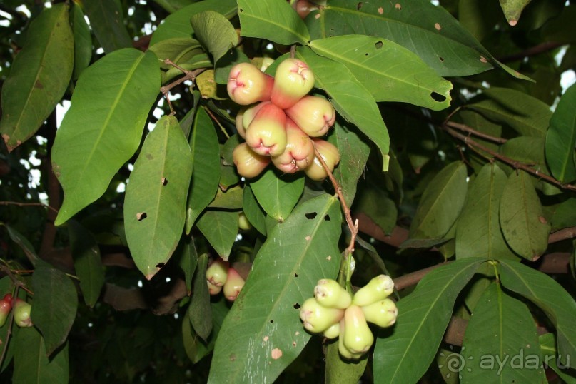 Чомпу - розовое яблоко. 