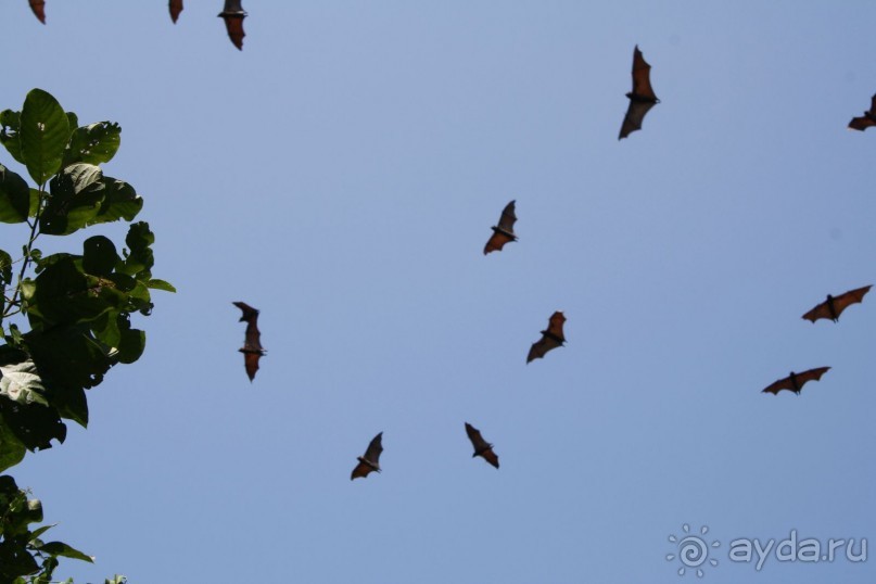 Пришлось разбудить и летучих лисиц. Простите нас.