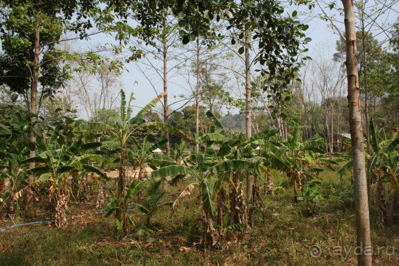 Треккинг в джунгли. Банановые плантации.