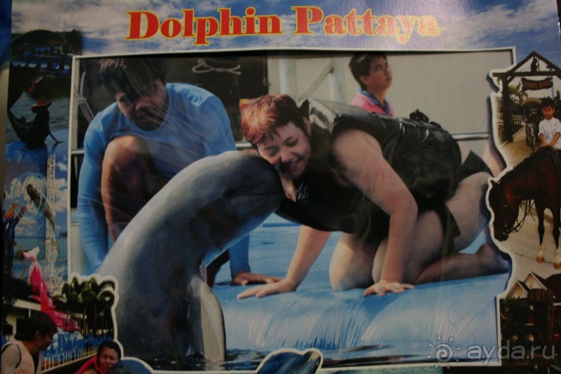 Паттайя. Дельфинарий. Купание с дельфинами - такой позитив!