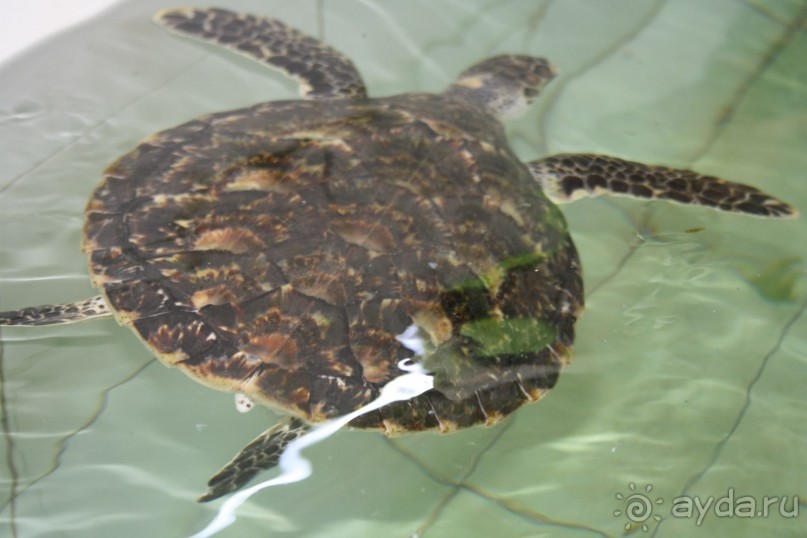 Большие особи размещены отдельно.