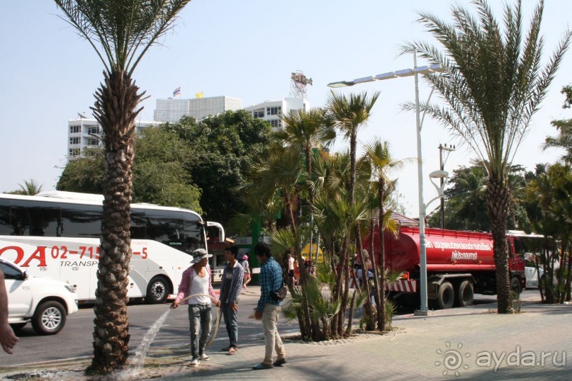 Центральная Паттайя. Набережная . Так ухаживают за пальмочками.