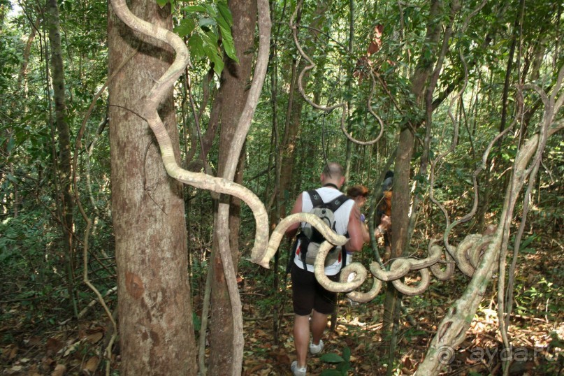 Наша интернациональная команда. Все иностранцы. Треккинг в джунгли.