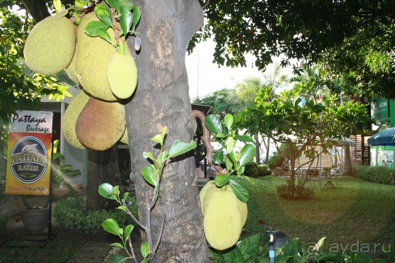 Отдых в Тайланде (Паттайя)