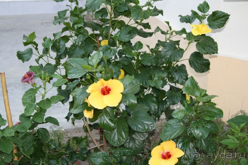 Отдых в Тайланде (Паттайя)