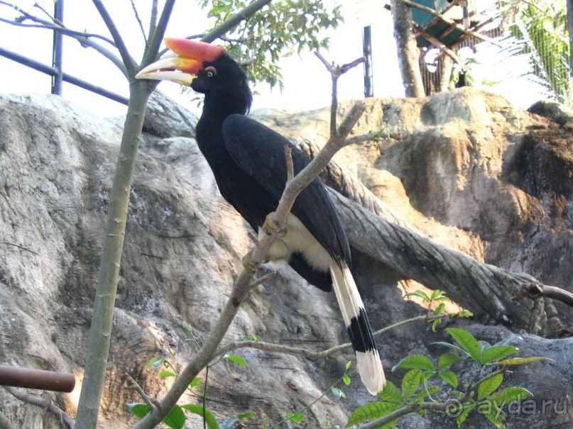 Паттайя 2005 - Nong Nooch Tropical Garden