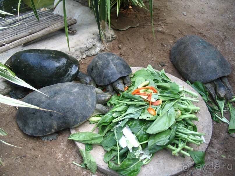 Паттайя 2005 - Nong Nooch Tropical Garden