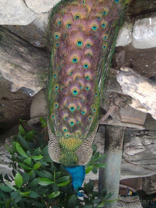 Паттайя 2005 - Nong Nooch Tropical Garden