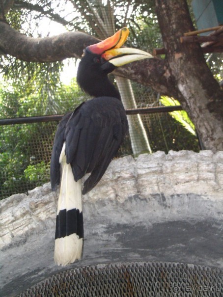 Паттайя 2005 - Nong Nooch Tropical Garden