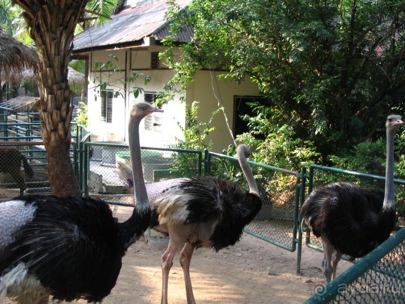 Паттайя 2005 - Nong Nooch Tropical Garden