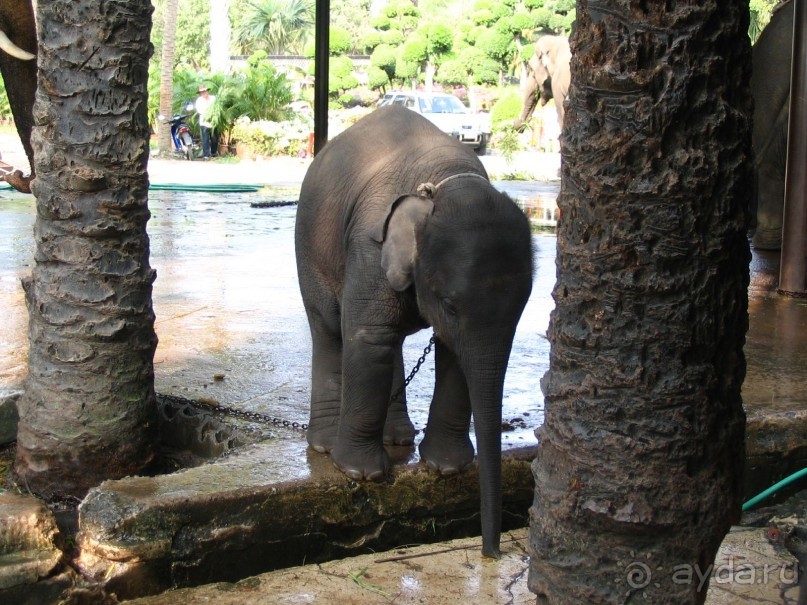 Паттайя 2005 - Nong Nooch Tropical Garden