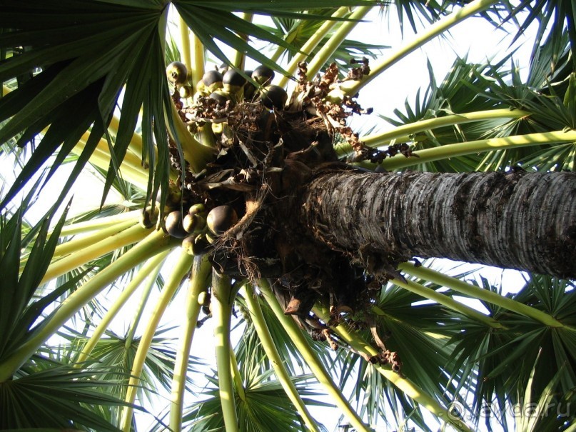 Паттайя 2005 - Nong Nooch Tropical Garden