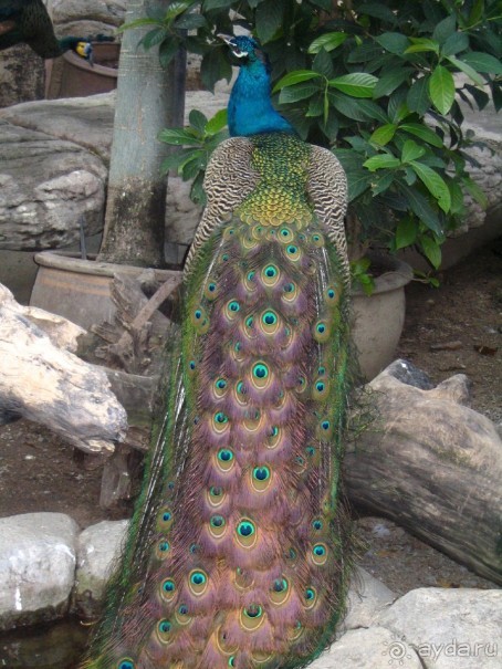 Паттайя 2005 - Nong Nooch Tropical Garden