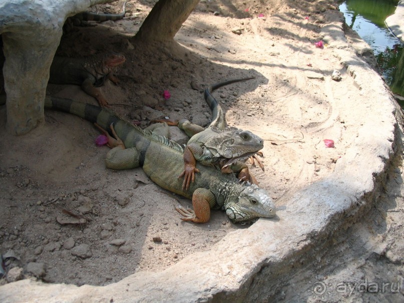 Паттайя 2005 - Tiger Zoo