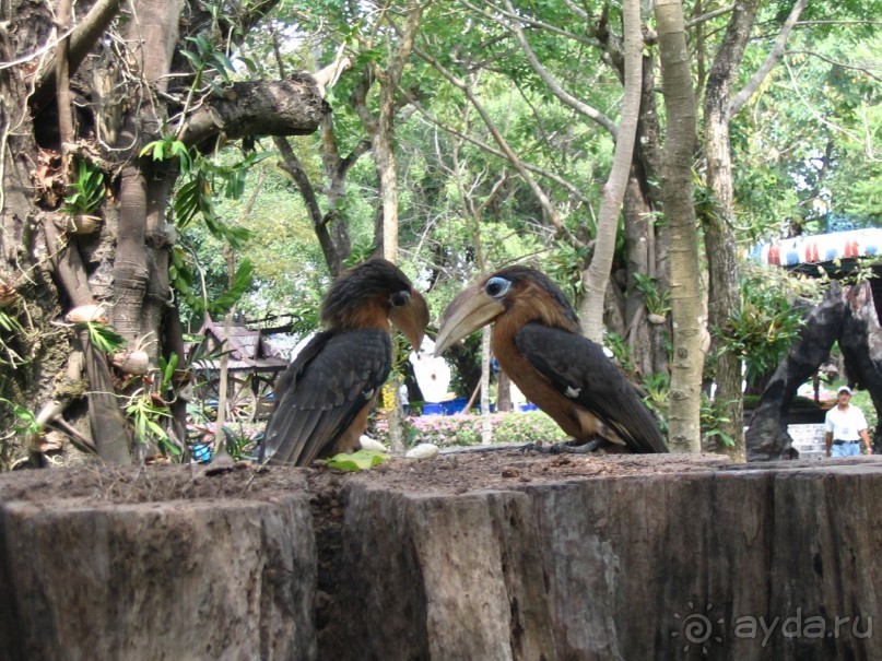 Паттайя 2005 - Tiger Zoo