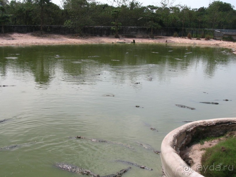 Паттайя 2005 - Tiger Zoo