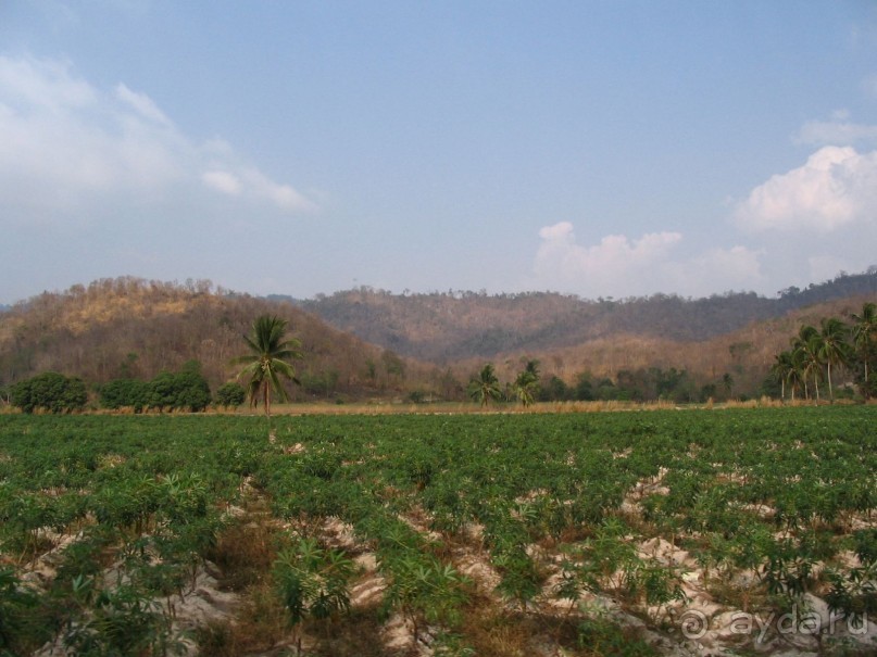 Паттайя 2005 - Tiger Zoo