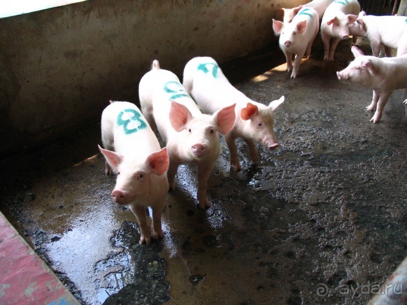 Паттайя 2005 - Tiger Zoo