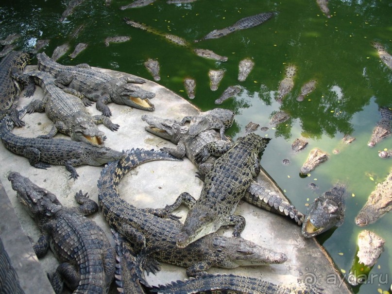 Паттайя 2005 - Tiger Zoo