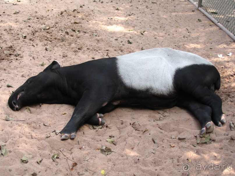 Паттайя 2005 - Tiger Zoo