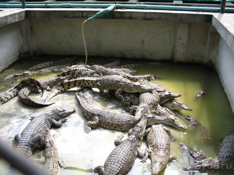 Паттайя 2005 - Tiger Zoo