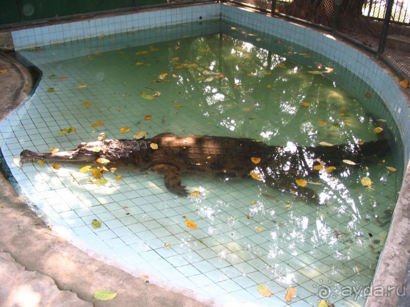 Паттайя 2005 - Tiger Zoo