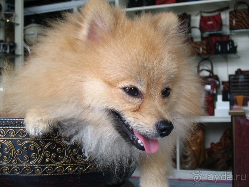 Паттайя 2005 - Walking st.