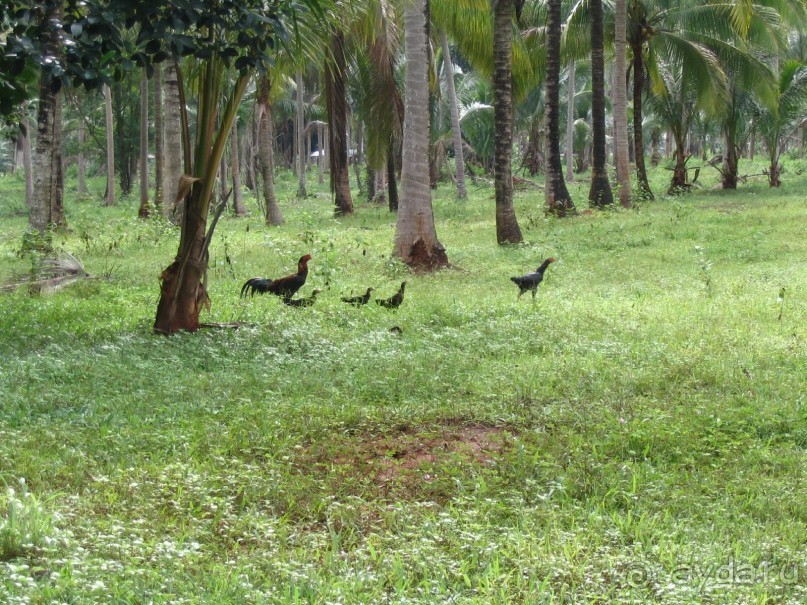 Как я ездил на похороны, 100 км южнее Хуа-Хина