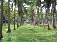 Как я ездил на похороны, 100 км южнее Хуа-Хина