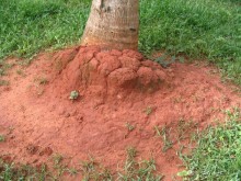 Как я ездил на похороны, 100 км южнее Хуа-Хина