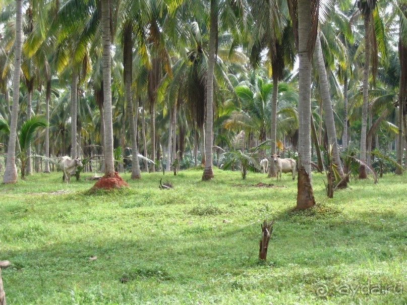 Как я ездил на похороны, 100 км южнее Хуа-Хина