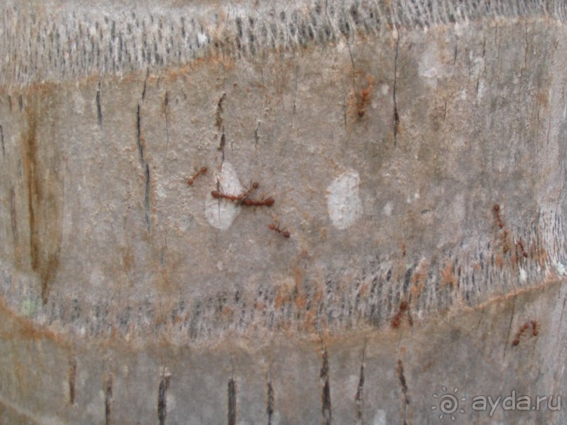 Как я ездил на похороны, 100 км южнее Хуа-Хина