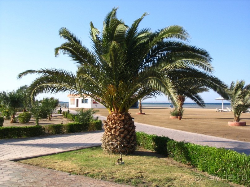 фото Pharaoh Azur Resort 