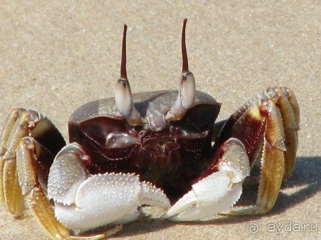 Симпатичный)))