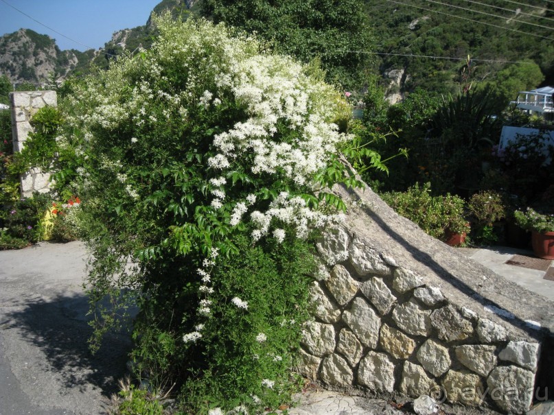 Начало лета на Корфу.