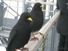 Наше путешествие на Юнгфрау.