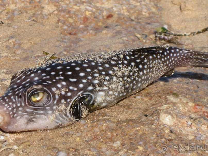 Неожиданный Египет.