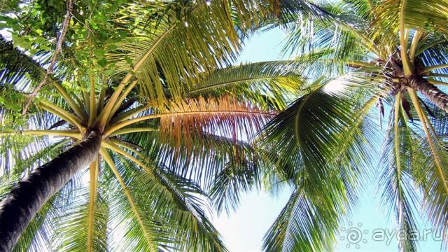 Лучшее место для БАНАНАМУНА