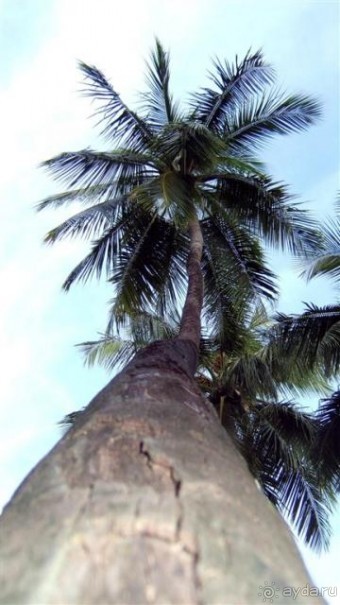 Лучшее место для БАНАНАМУНА