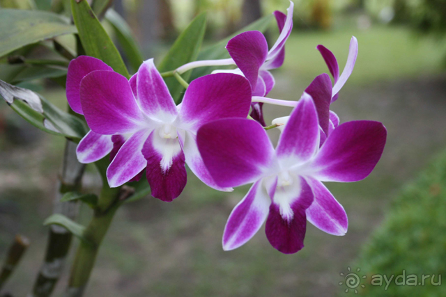 Тайланд, о.Самуи, отель Amari Palm Reef