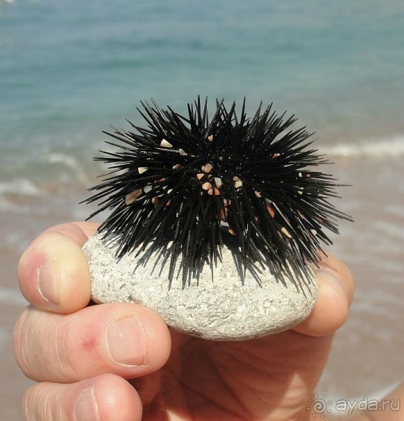 ЁЖИКА МОРСКОГО ПОЙМАЛ.ЯДОВИТЫЕ ТВАРИ!