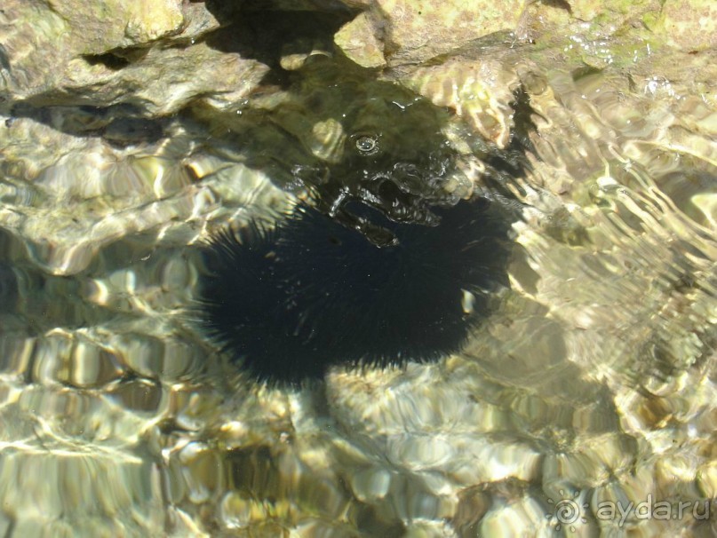 фото Чиплаков