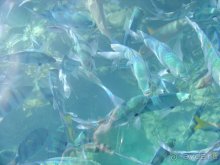 Рыбы у пантона